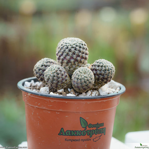 Sulcorebutia steinbachii taratensis