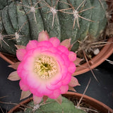 Lobivia pentlandii cristata
